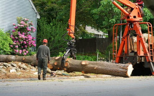 An image of Tree Removal Services In Hammond, IN