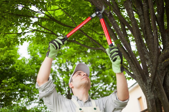 An image of Tree Trimming and Pruning Services In Hammond, IN